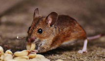 24 Hour & Emergency Exterminators in Vinton, IA